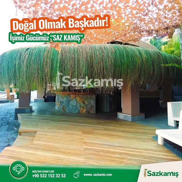 Çin Otu Hasır Kamelya