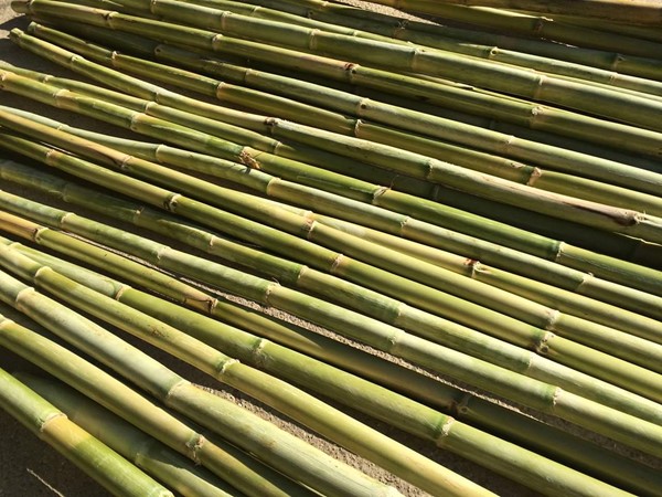 Saz Kamışı nerelerde kullanılır?