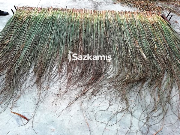 Çin Otu Hasır Kamelya