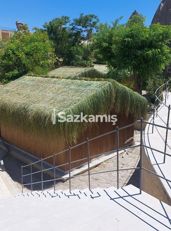 Çin Otu Hasır Kamelya