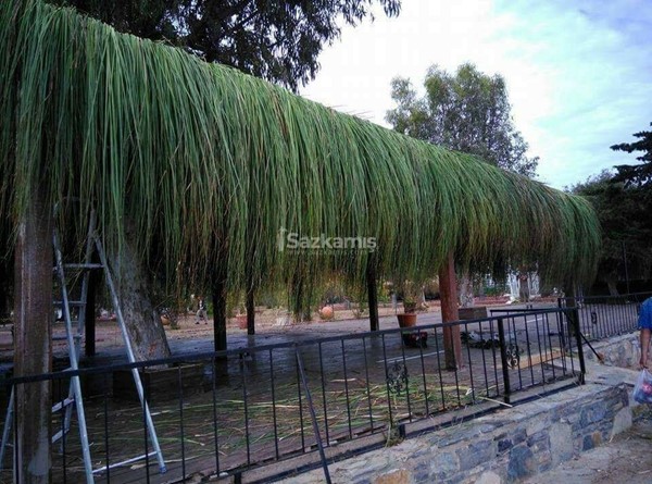 Çin Otu Hasır Kamelya